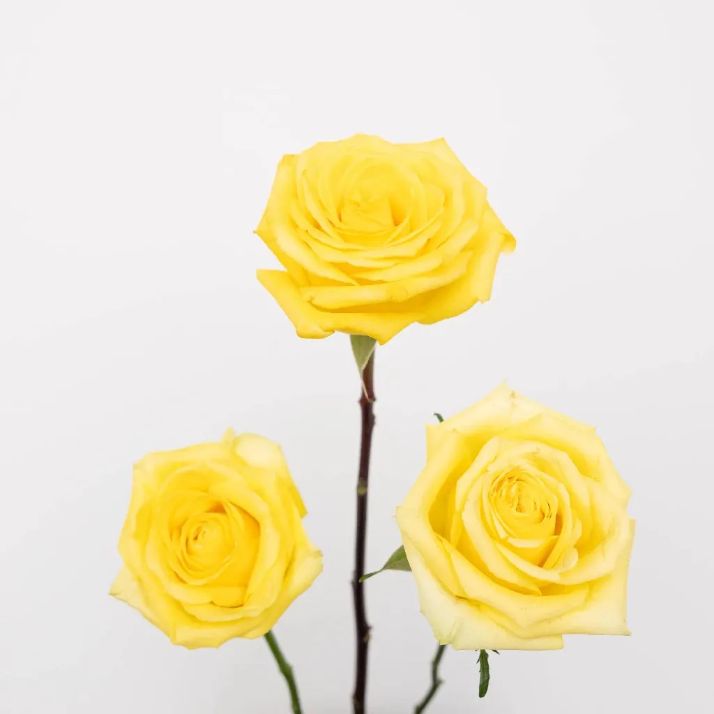 Bright Yellow Valentines Day Rose Special