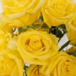 Bright Yellow Valentines Day Rose Special