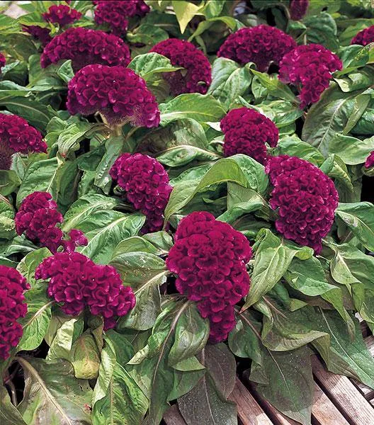 Celosia Cristata Armor Purple Flower Seeds