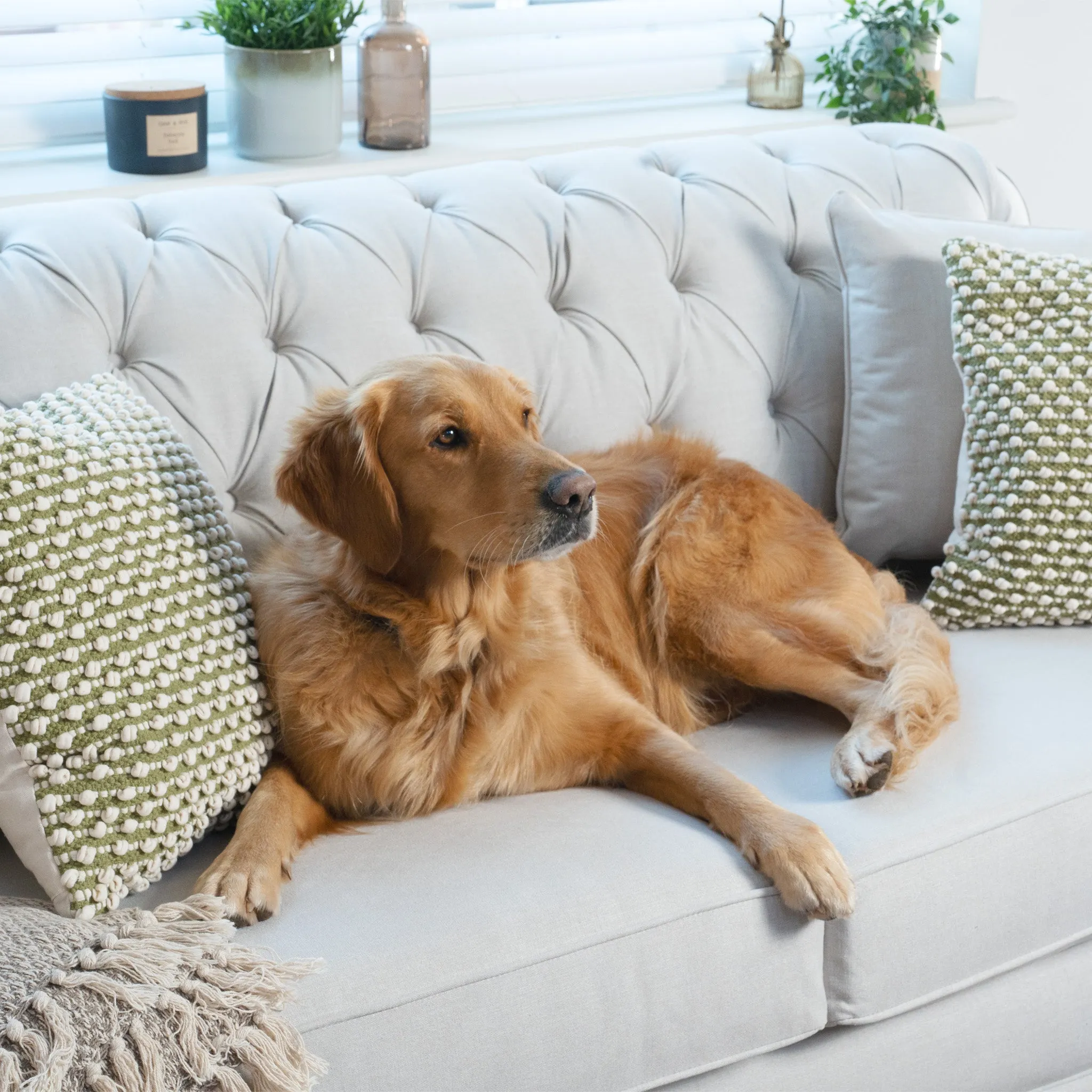 Chesterfield 3 Seat Sofa in Warm Grey