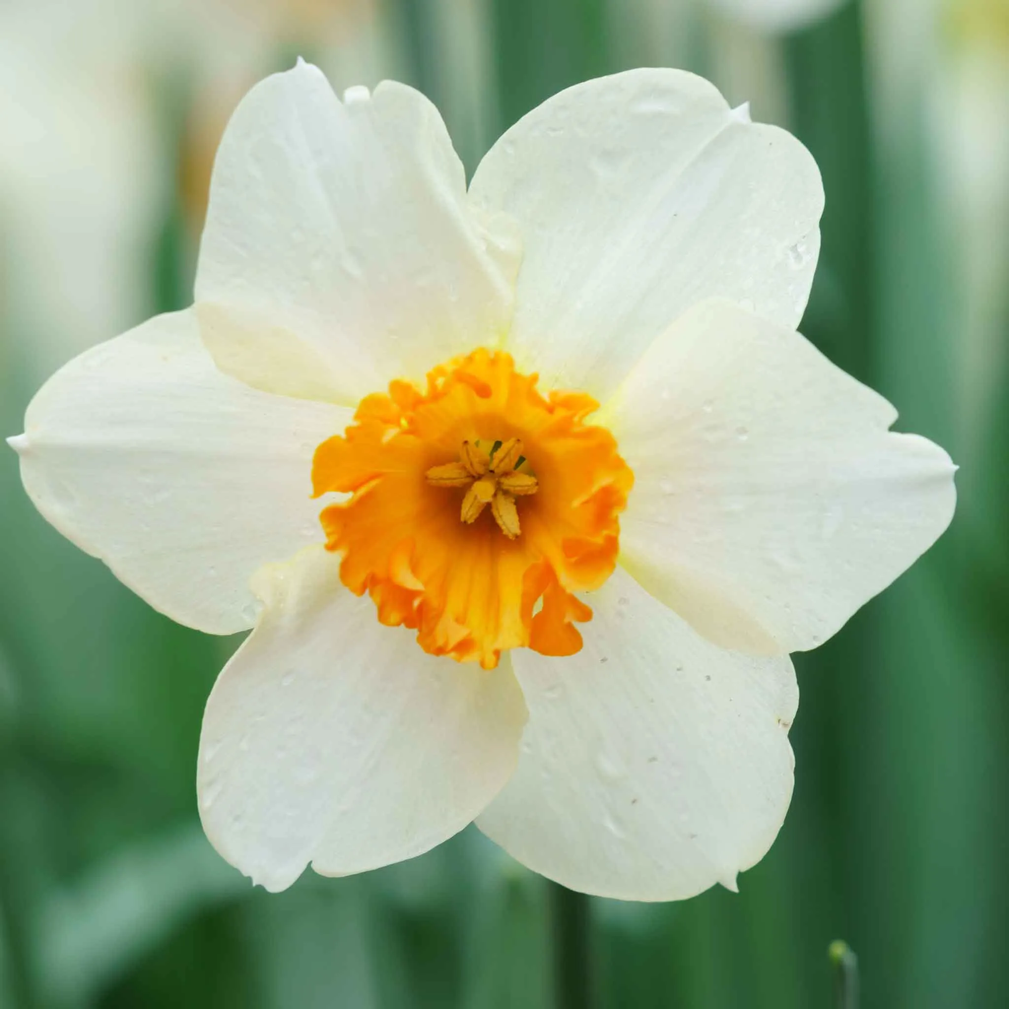 Daffodil Bulbs - Red Cup Mix