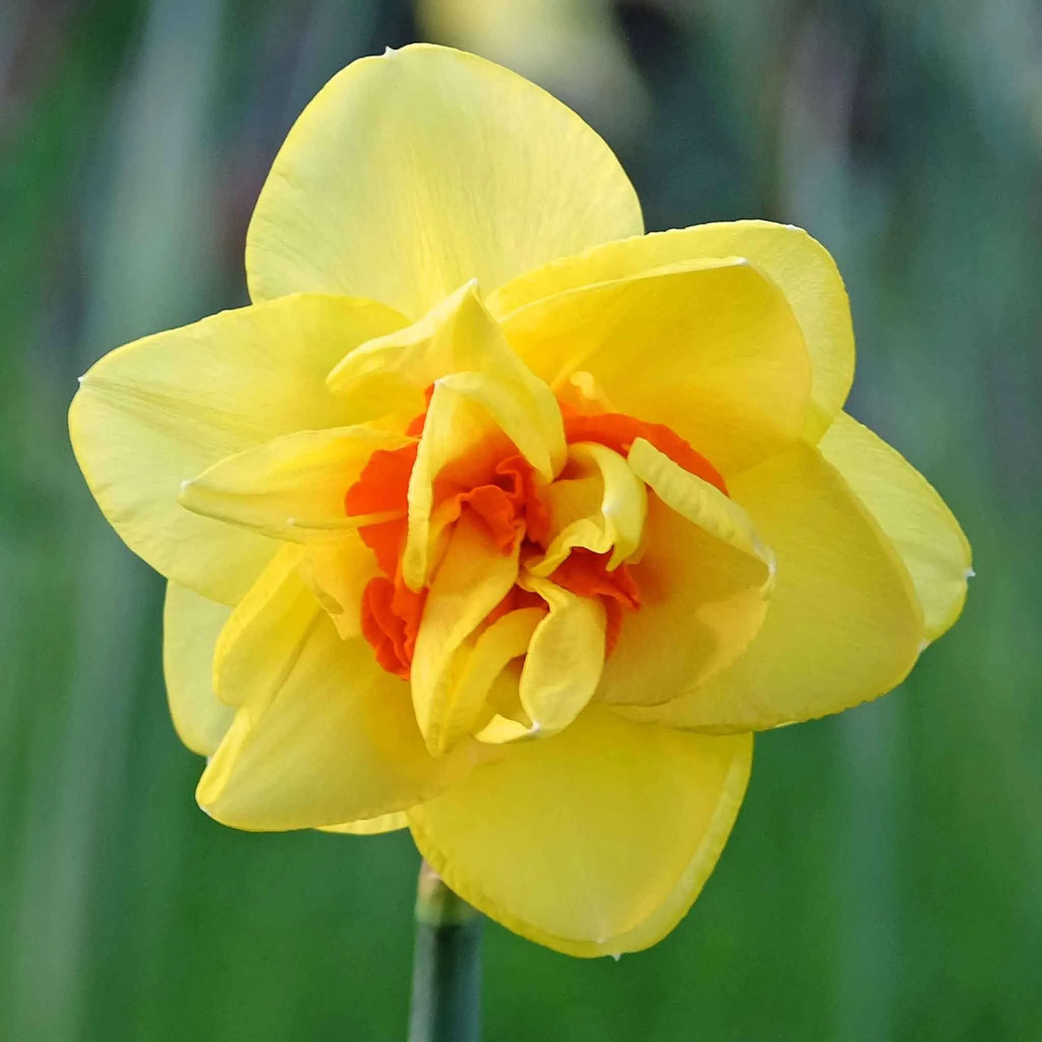 Daffodil Bulbs - Red Cup Mix