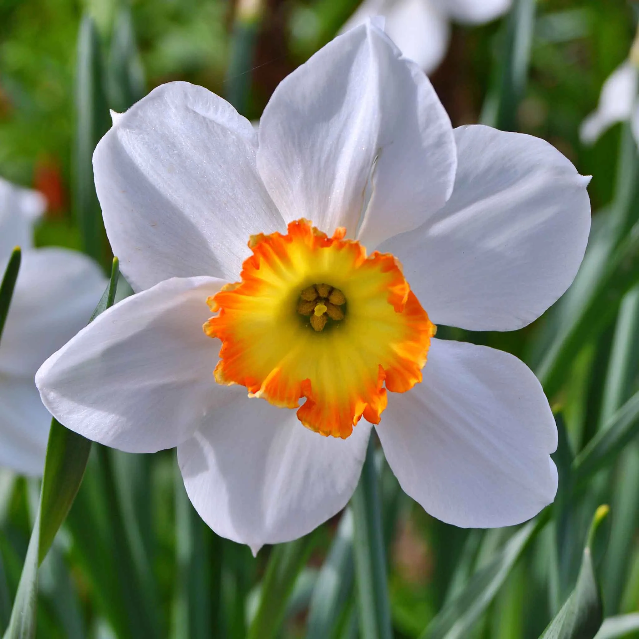 Daffodil Bulbs - Red Cup Mix