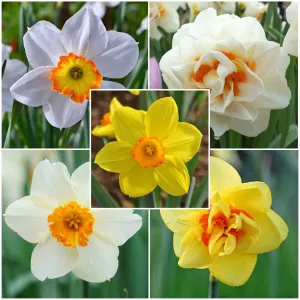 Daffodil Bulbs - Red Cup Mix