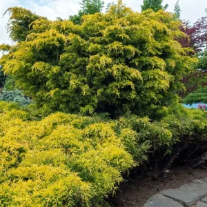 Gold Star Juniper