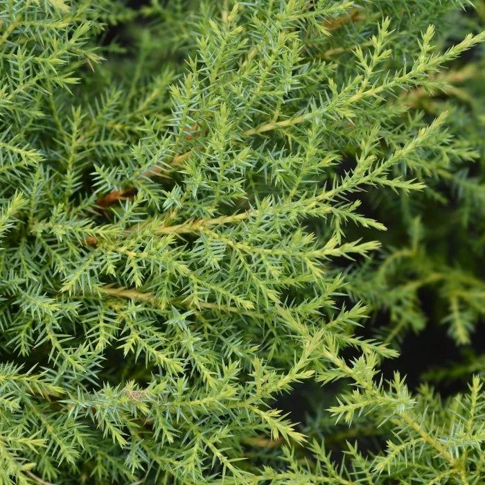 Gold Star Juniper
