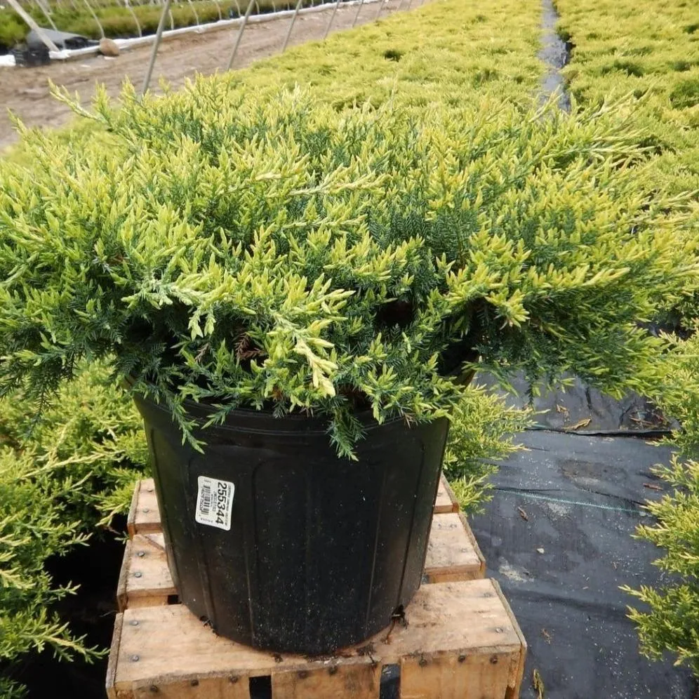 Gold Star Juniper