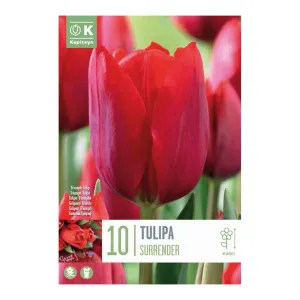 Kapiteyn 10 Tulip Surrender Bulbs
