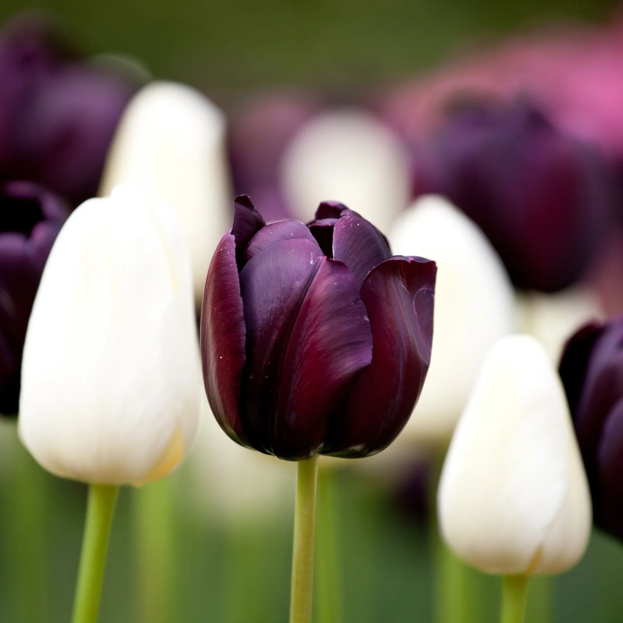 Queen of the Night - Tulip Bulbs (Single Late)