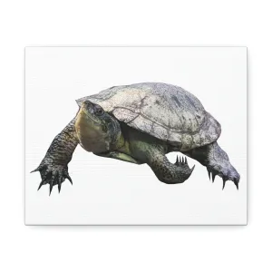 Turtle Stretched Canvas