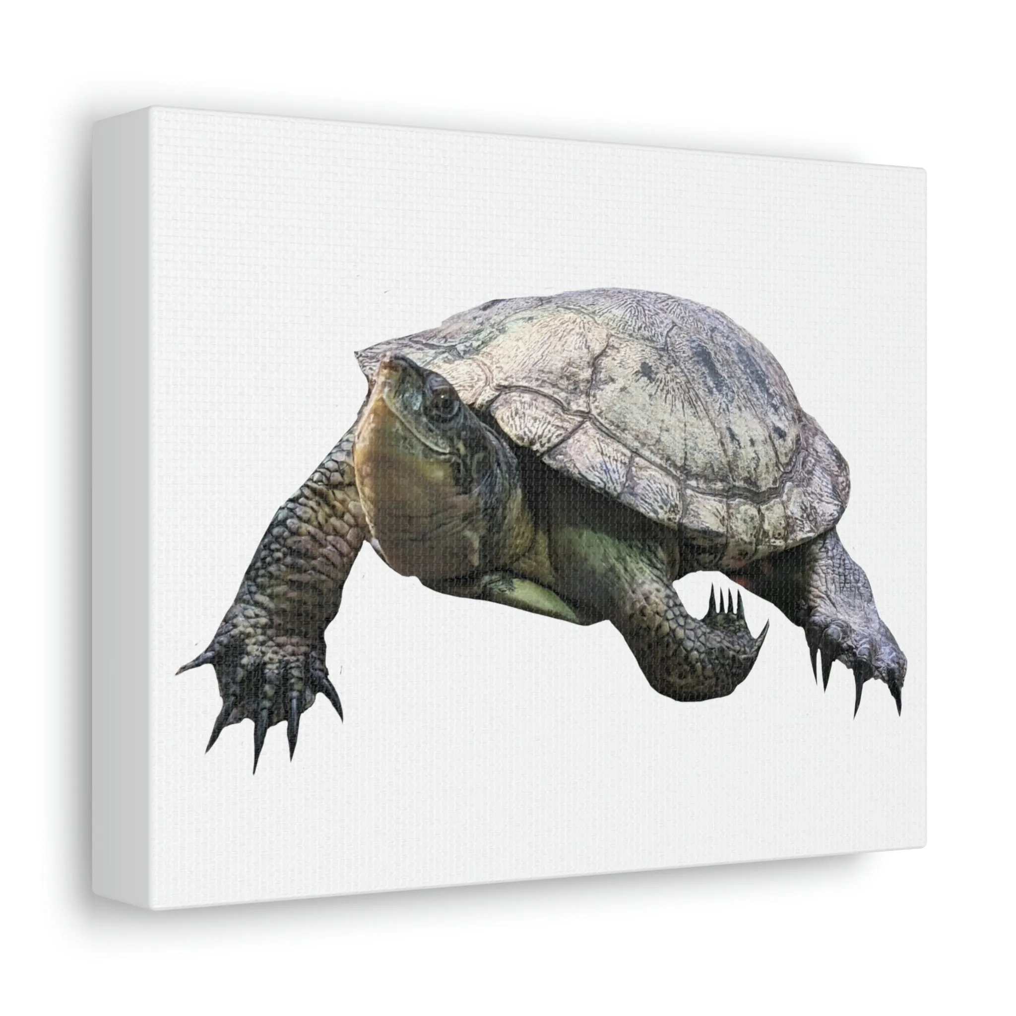 Turtle Stretched Canvas